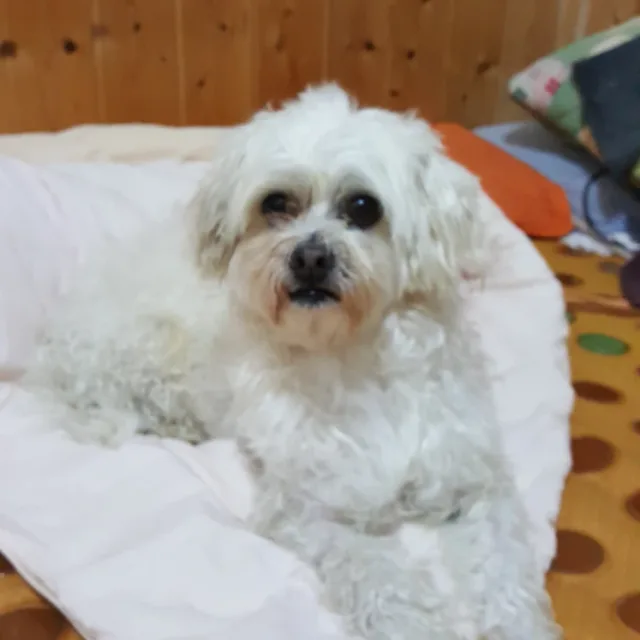 사랑이