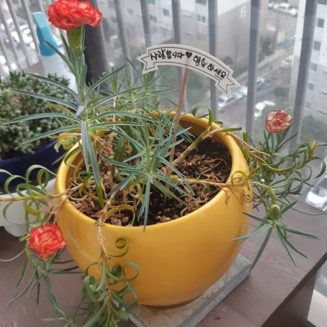 스스로곰