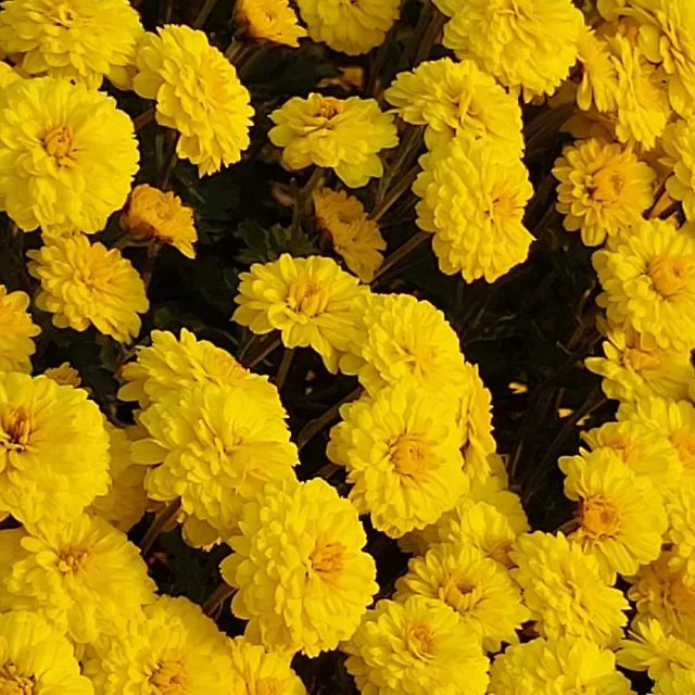 국화