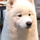 우가차카