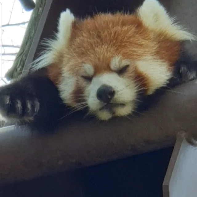 오랜지로