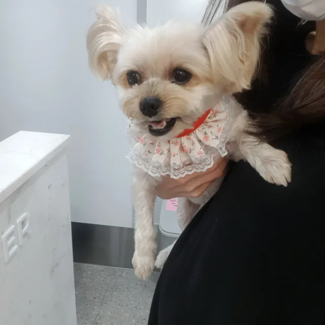 꼬맹구리