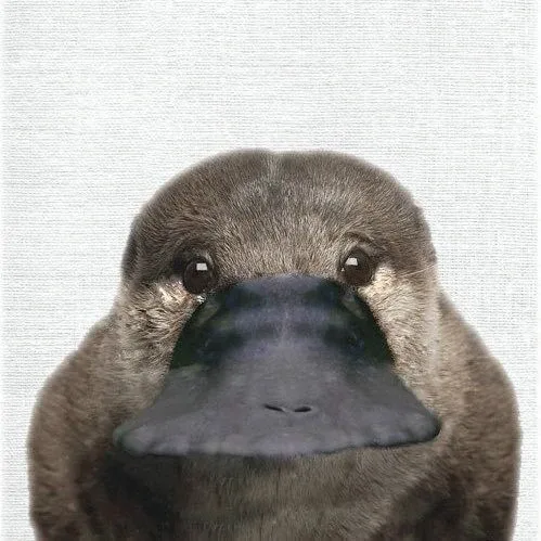 레이세포
