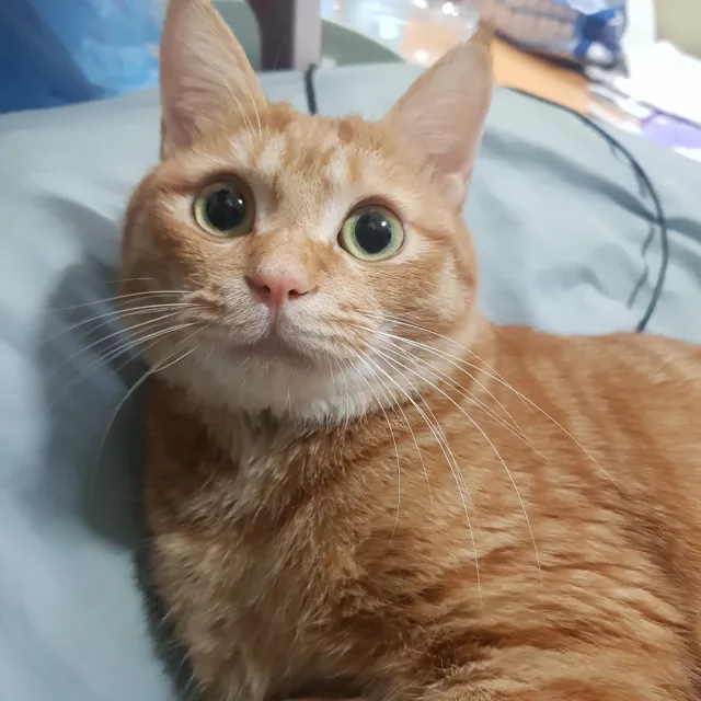 보솜뉴냐