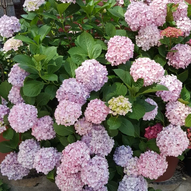 길라임