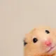 햄치