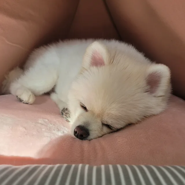 예흐나라