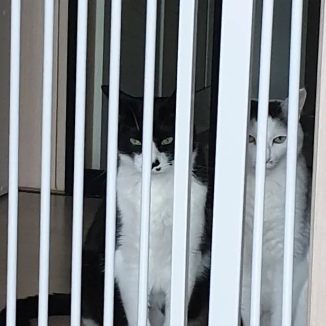 사탕볼