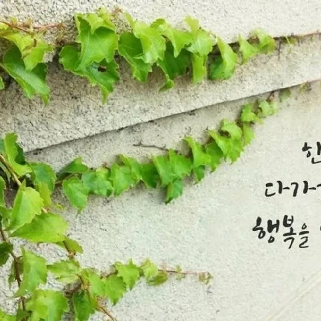 앨리스