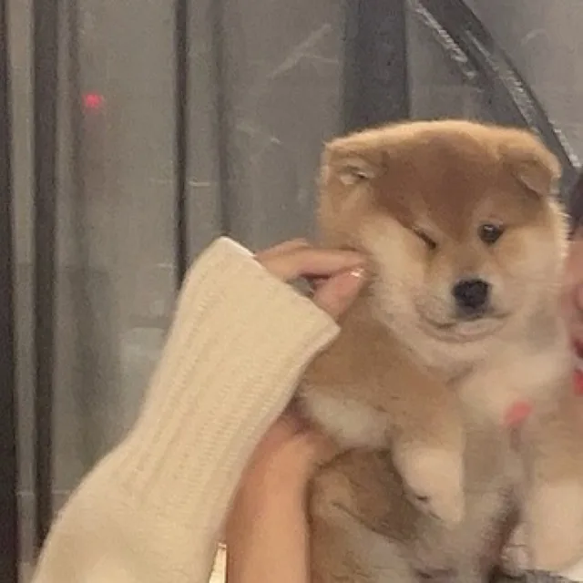 미야오