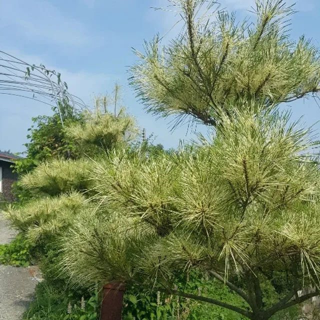 아기자기
