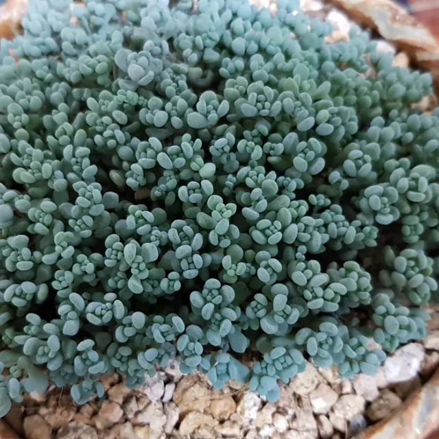 구지댁