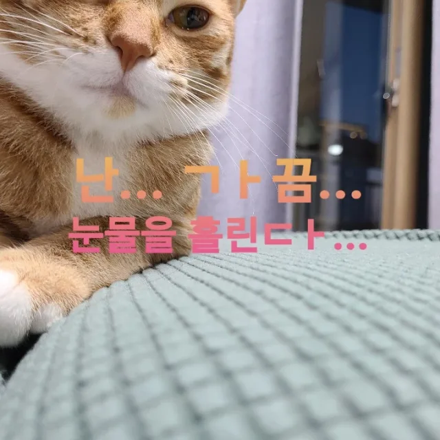 장고