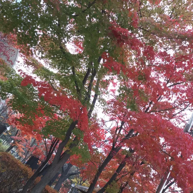 단풍이