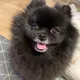 연탄애미