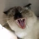 블리치