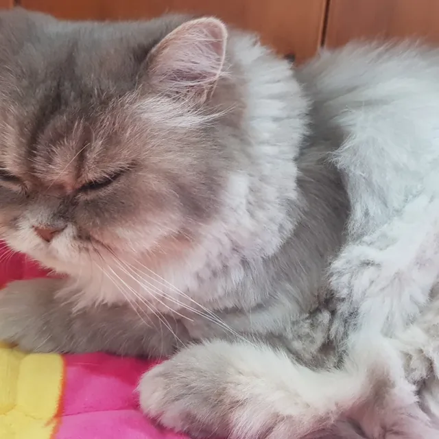 앤드라