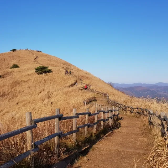 코끼리