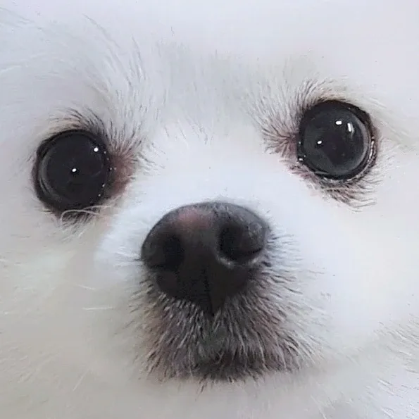 동도롱두부롱