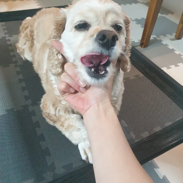 더럽헤라뽕