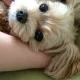 노블에스
