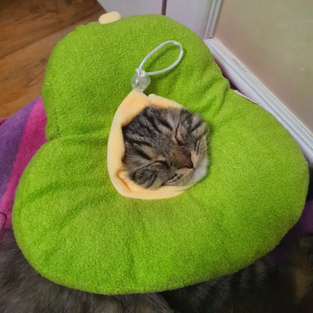 냉며니