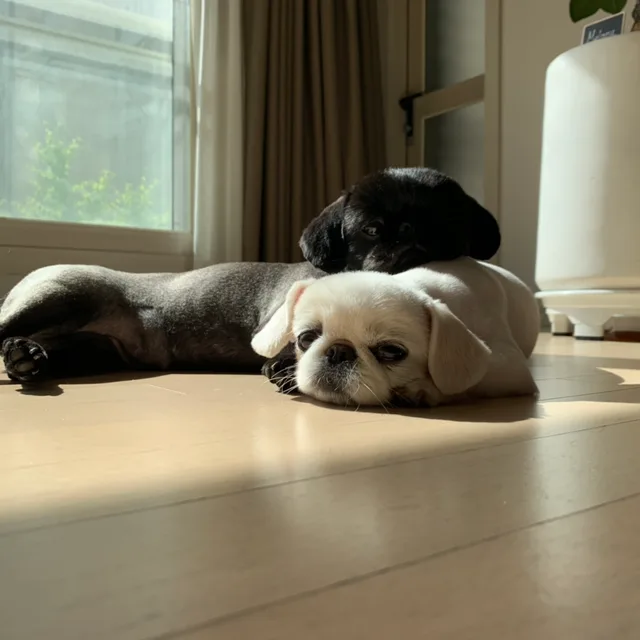 루짜밤
