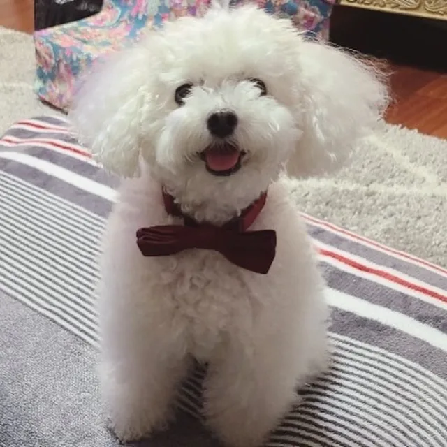 썽썽이