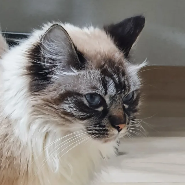 샤넬맘
