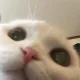 고양이는사랑이야