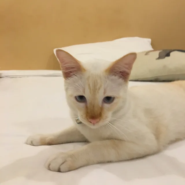 슈룹
