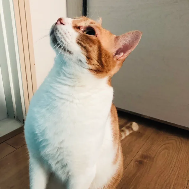 도쌍