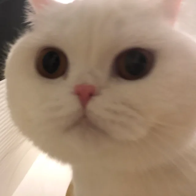 집순잇