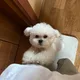 황악산다람쥐