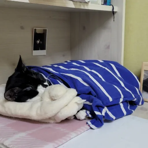 시농재농