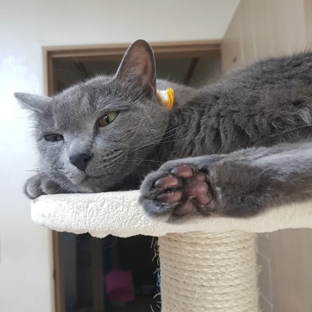 냐얌