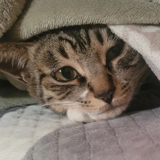령아