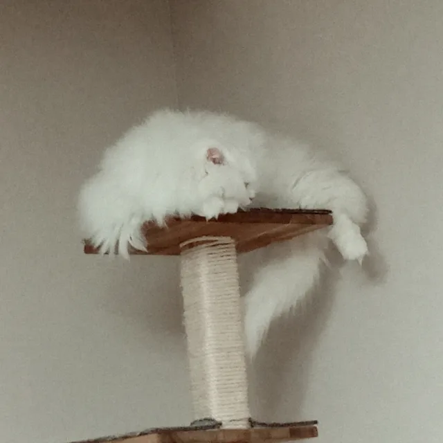 봉순이