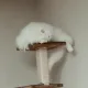 봉순이