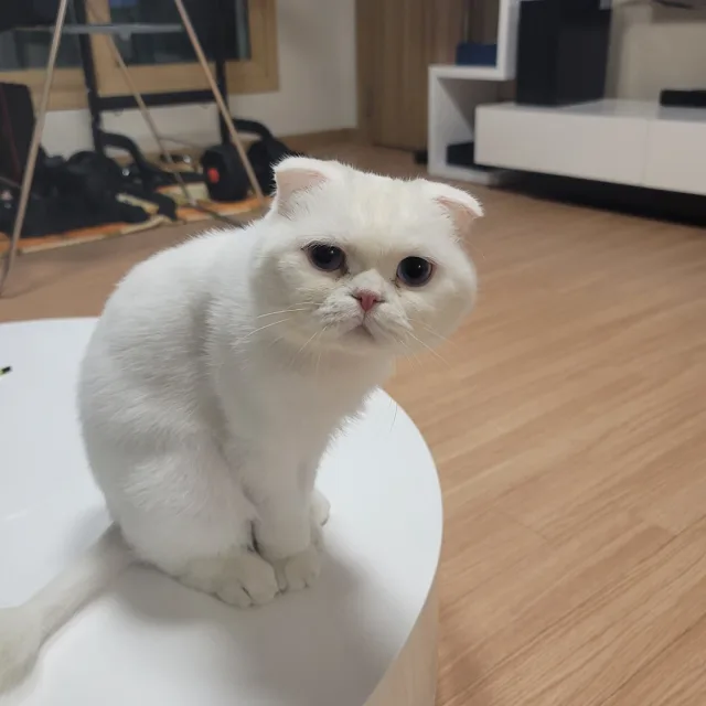 만두아빠