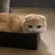 양념