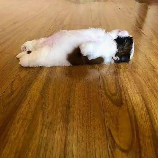 댕댕