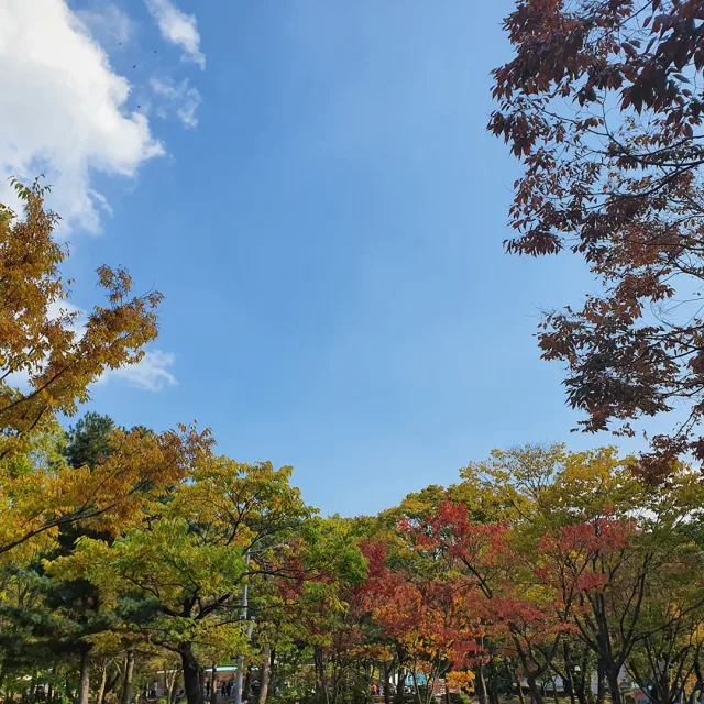 오포댁79