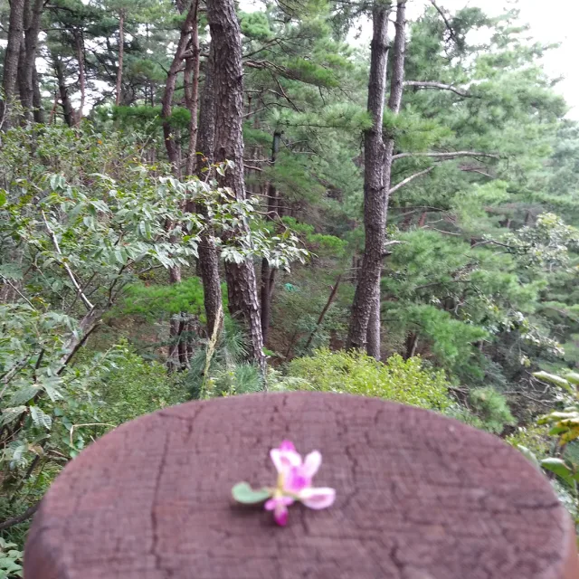 그리미