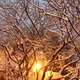 raintree