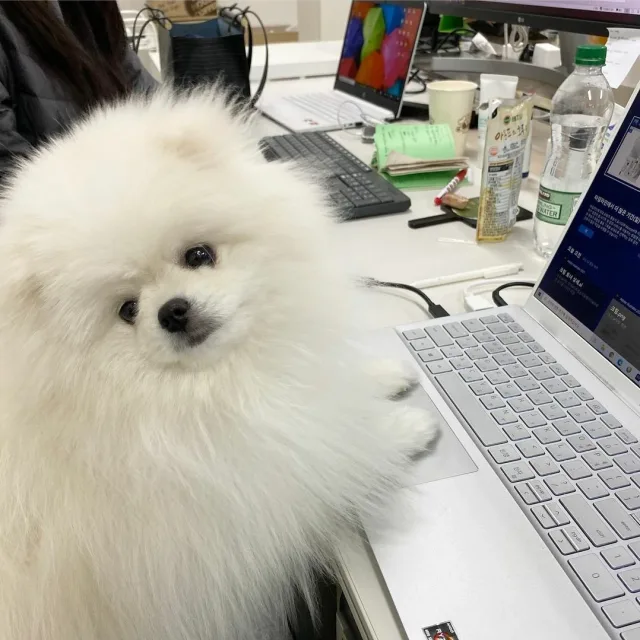 당근매너짱