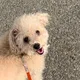 꿀승제