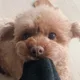 뚱뚱꼬리