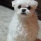 코코
