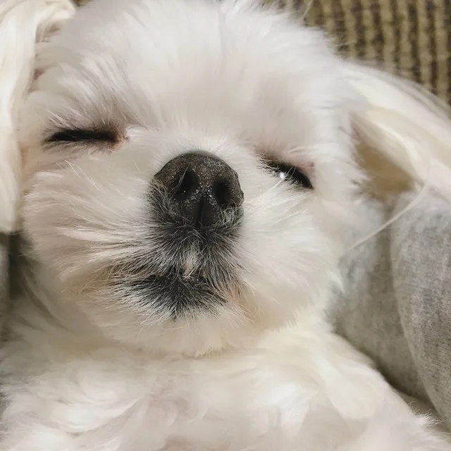 마리맘